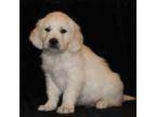Mutt Puppy for sale in Wellman, IA, USA