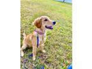 Golden Retriever Puppy for sale in Palm Harbor, FL, USA