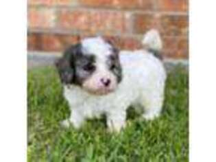 Cavapoo Puppy for sale in Thorndale, TX, USA