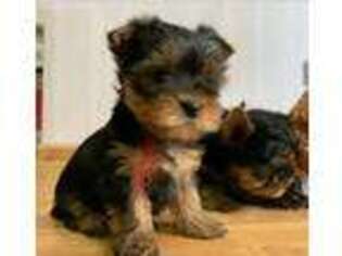 Yorkshire Terrier Puppy for sale in Hampton, NH, USA