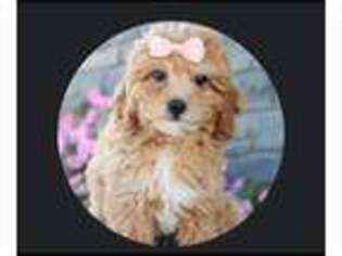 Cavapoo Puppy for sale in Rutherford, NJ, USA