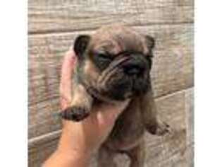 French Bulldog Puppy for sale in North Fort Myers, FL, USA