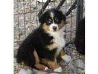 Australian Shepherd Puppy for sale in Pahrump, NV, USA