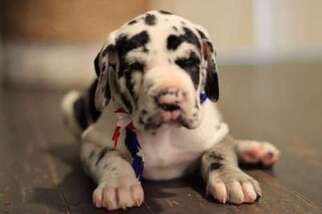 Great Dane Puppy for sale in Richmond Hill, GA, USA