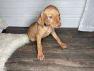 Vizsla Puppy for sale in Pierce City, MO, USA
