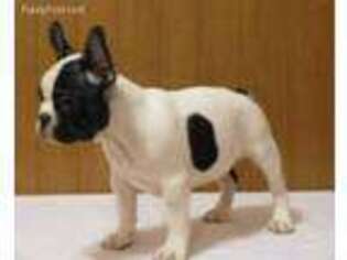 French Bulldog Puppy for sale in Thomasville, NC, USA