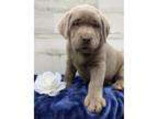 Labrador Retriever Puppy for sale in Beach City, OH, USA