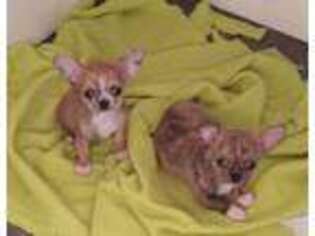 Chihuahua Puppy for sale in Joppa, MD, USA