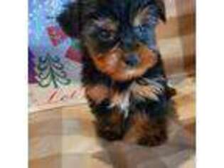 Yorkshire Terrier Puppy for sale in Southborough, MA, USA