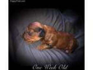Dachshund Puppy for sale in Marion, IA, USA
