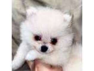 Pomeranian Puppy for sale in Mason, TN, USA