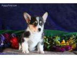 Pembroke Welsh Corgi Puppy for sale in Ronks, PA, USA