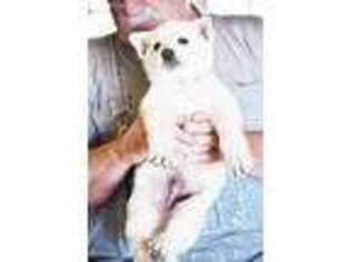 German Shepherd Dog Puppy for sale in Corsicana, TX, USA