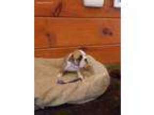 Bulldog Puppy for sale in Springfield, AR, USA