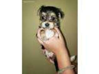 Mutt Puppy for sale in Pisgah, AL, USA