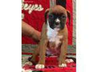 Boxer Puppy for sale in West Liberty, OH, USA