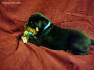 Rottweiler Puppy for sale in Grantville, PA, USA