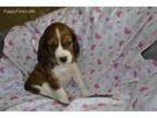 English Springer Spaniel Puppy for sale in Oberlin, KS, USA