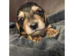 Dachshund Puppy for sale in Whitney, TX, USA