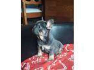 French Bulldog Puppy for sale in North Andover, MA, USA