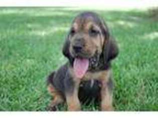 Bloodhound Puppy for sale in Thrall, TX, USA