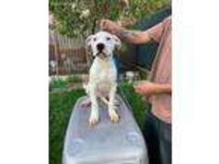 Dogo Argentino Puppy for sale in El Sobrante, CA, USA