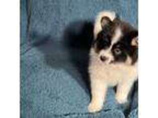 Siberian Husky Puppy for sale in Southampton, NY, USA