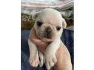 Pug Puppy for sale in Syracuse, NY, USA