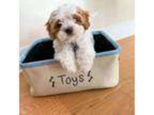 Cavapoo Puppy for sale in Troy, NY, USA