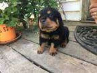 Rottweiler Puppy for sale in Bowling Green, KY, USA