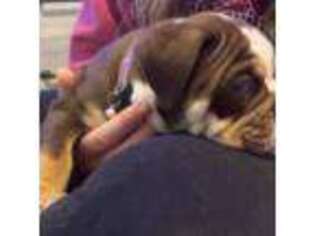 Bulldog Puppy for sale in Sylvania, OH, USA