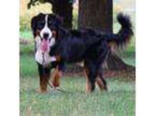 Bernese Mountain Dog Puppy for sale in Wellman, IA, USA