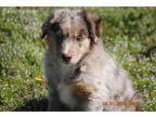 Australian Shepherd Puppy for sale in Finger, TN, USA