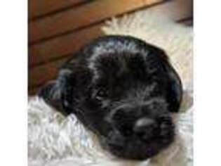 Mutt Puppy for sale in Saco, ME, USA