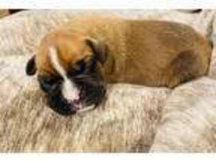 Boxer Puppy for sale in Peyton, CO, USA