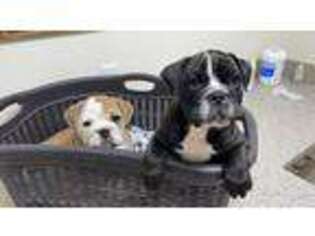 Bulldog Puppy for sale in Faber, VA, USA