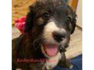 Bernese Mountain Dog Puppy for sale in Era, TX, USA