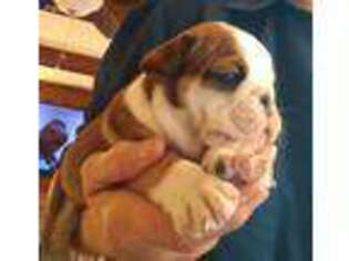 Bulldog Puppy for sale in Rocky Mount, NC, USA