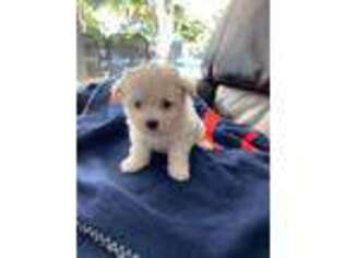 Maltese Puppy for sale in Terrell, TX, USA