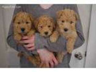 Lakeland Terrier Puppy for sale in Marshallville, OH, USA