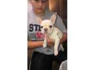 French Bulldog Puppy for sale in Kennedale, TX, USA