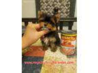 Yorkshire Terrier Puppy for sale in Salem, UT, USA
