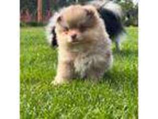 Pomeranian Puppy for sale in Soldotna, AK, USA