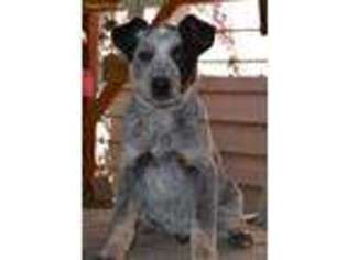Australian Cattle Dog Puppy for sale in Clarkston, WA, USA