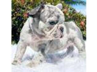 French Bulldog Puppy for sale in Milburn, OK, USA