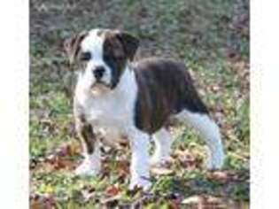 Valley Bulldog Puppy for sale in Angier, NC, USA