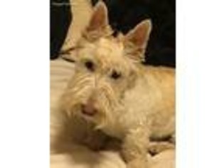 Scottish Terrier Puppy for sale in Aztec, NM, USA