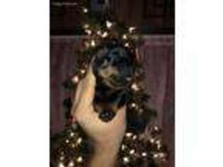 Rottweiler Puppy for sale in Warden, WA, USA