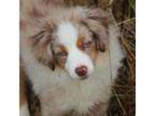 Miniature Australian Shepherd Puppy for sale in Hillsdale, MI, USA