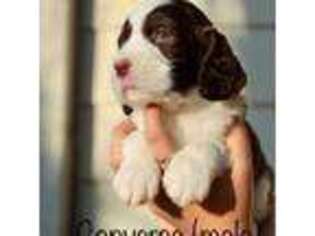 English Springer Spaniel Puppy for sale in Crowley, TX, USA